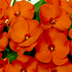 New Guinea Impatiens Impacio Orange